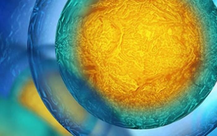 sfere concentiche colorate che simboleggiano le cellule