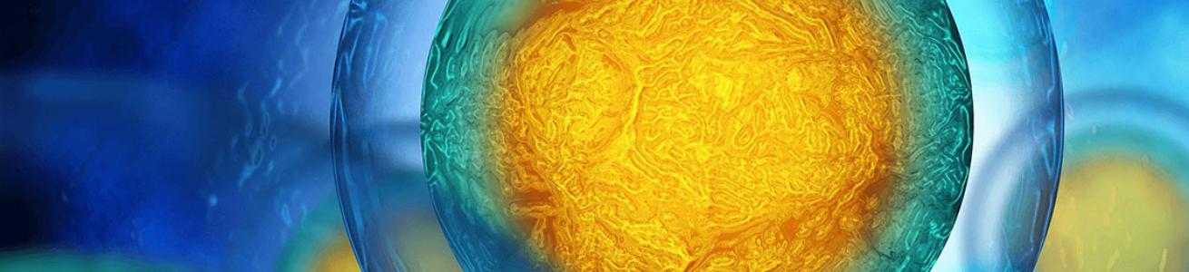 Sfere concentriche colorate che simboleggiano le cellule